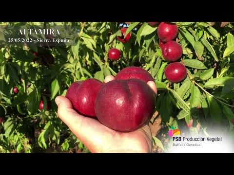 PSB ALTAMIRA | BETA FİDAN