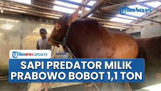 Sapi Prabowo Bernama Predator Bobotnya Tembus 1,1 Ton: Asal Sukabumi, Mampu Makan 30 Kg Sehari