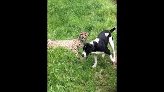 Puppy Dog and Cheetah Are Best Friends || ViralHog
