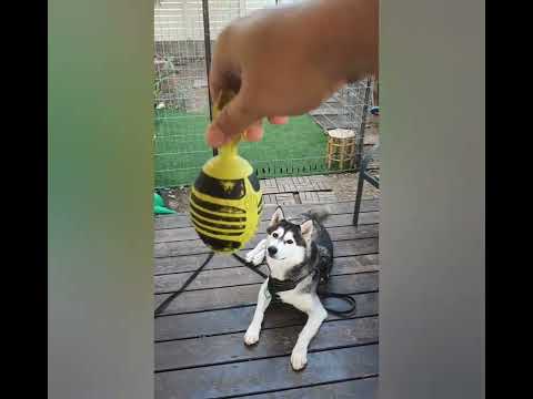 Toy Rocket for Tokyo the Siberian Husky dog