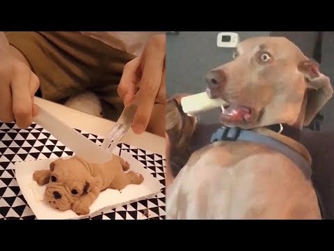 Reações dos Cachorros ao Corte do Bolo - SUPER ENGRAÇADO😂😂