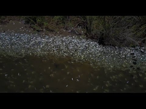 More video of Matagorda fish killed