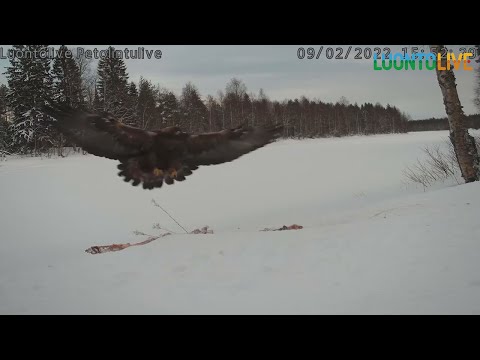 KANAHAUKKA EHTII NIPIN NAPIN POIS KOTKAN EDESTÄ/ LUONTOLIVE