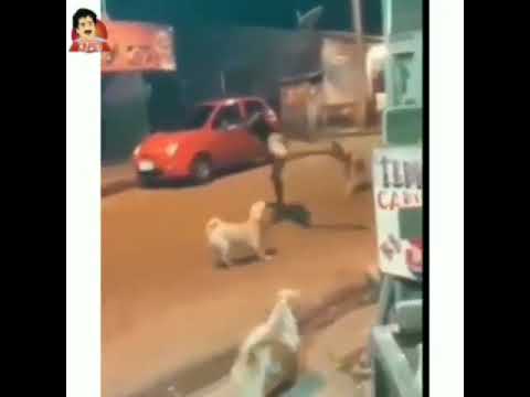 Boy Fighting with Dogs funny🤣🤣🤣