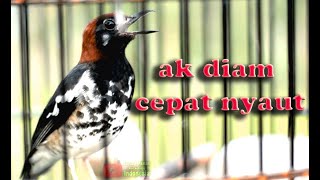 Download lagu ANIS KEMBANG NGRIWIK NGEPLONG mp3 Download lagu ANIS KEMBANG NGRIWIK NGEPLONG mp3