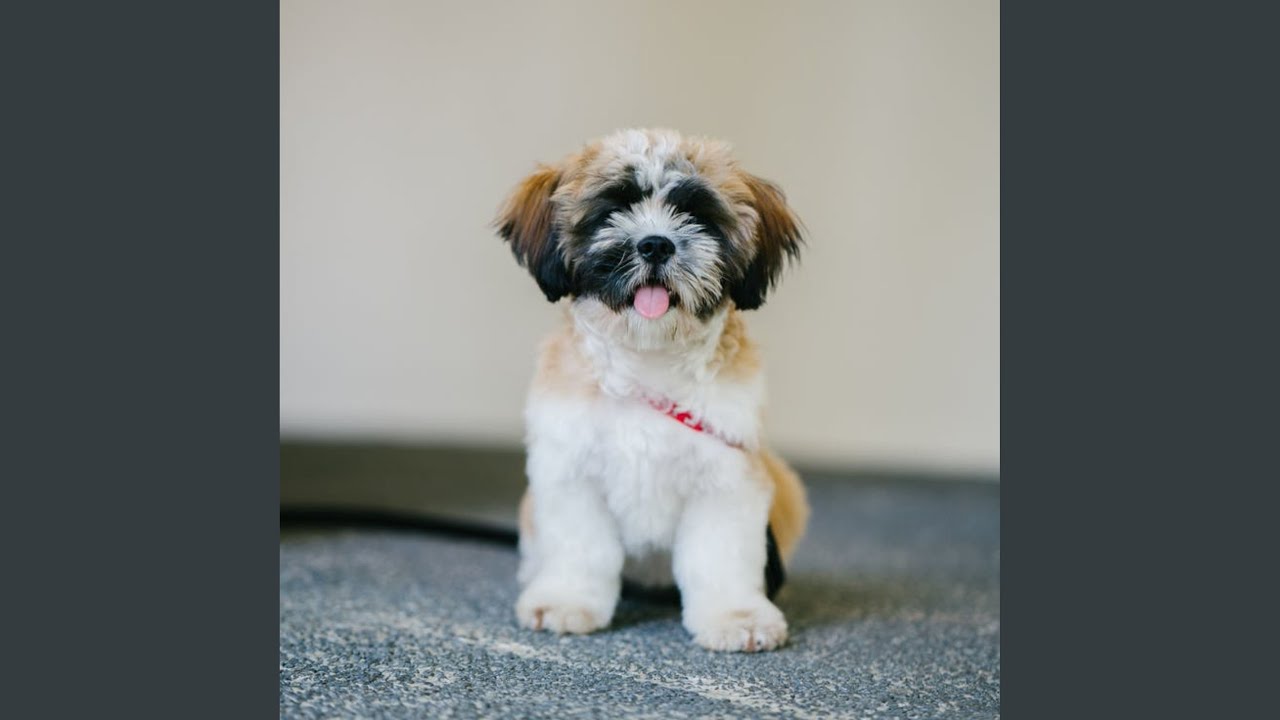 Subtle Moods for Calming Pups