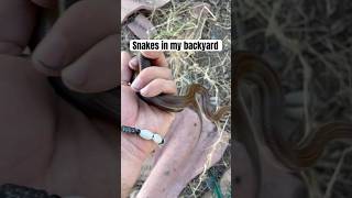 Download lagu Finding Snakes In My Backyard #shorts mp3
