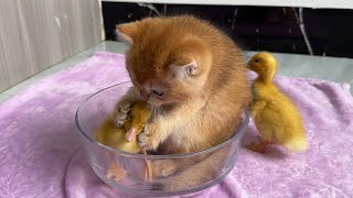The kitten is so enthusiastic about the duckling that the duckling is at a loss.😂Cute animal video