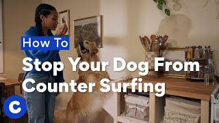 How to Stop Your Dog From Counter-Surfing