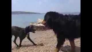 preview picture of video 'TOBY se igra na pasji plaži Šilo, otok Krk'