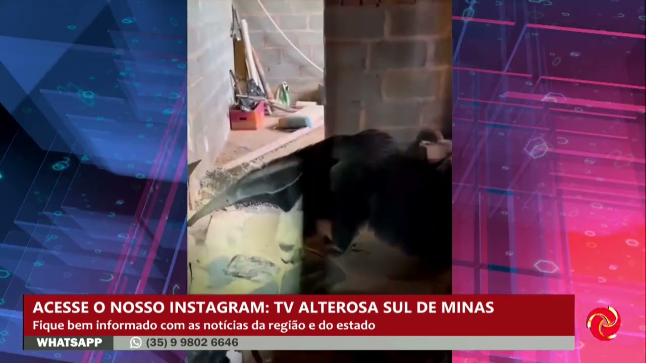 Tamanduá-bandeira é resgatado dentro de uma casa em Caldas