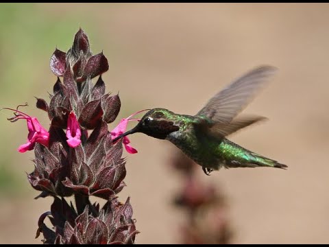 Summer Virtual Lecture Series | Gardening for B's: How to attract pollinators to your home garden.