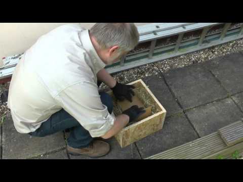 Wildlife Gadget Man - Blue Tit Chick Rescue 1 210515
