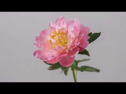 Salma Flowers – Where Every Flower Tells a Story | Luxury Bouquets & Delivery