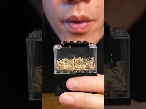 I made a real terrarium out of lego