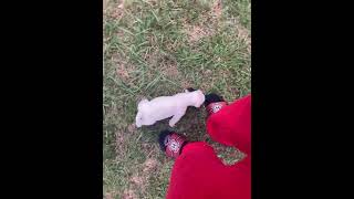 American Bulldog Puppies Videos