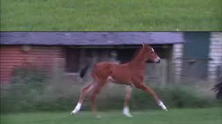 Video koně Caipirol