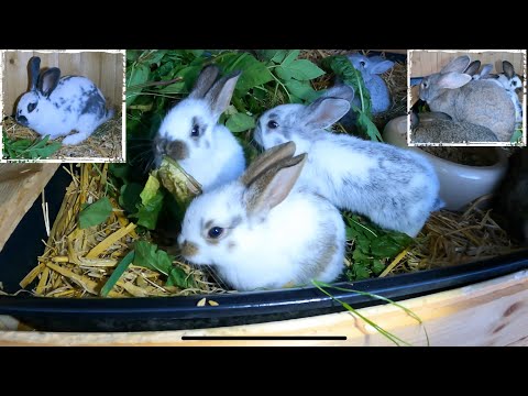 Kaninchenzucht beginnen - Erfahrende Mutti oder Jungtier