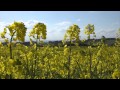 For the Flowers are Great Blessings (Britten) - Peter Kuppen For the Flowers are Great Blessings (Britten)