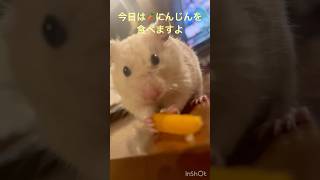 今日はにんじんを食べます🥕#kawaii #ハムスター #かわいい #japan #キンクマ #癒し #可愛い #pets #ペット #follow #にんじん #好きな人