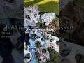 All Of My Masks Therian Therianmask Theriangear Furry Fursuit Furries Therians Crafts Diy