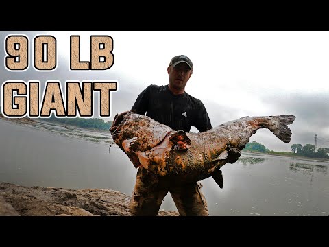 Giant (90+ LB) MO River Blue Catfish From the Bank