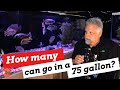 How Many Peacock Cichlids will Fit in Your Tank?