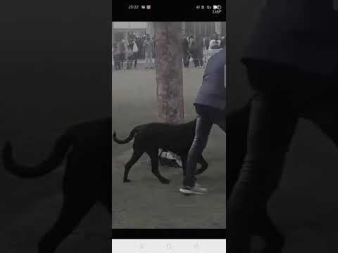 Gurgaon Kennel club dog show 2019🙏🙏🙏