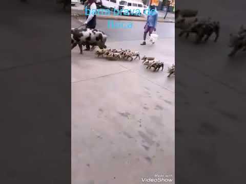 Asi llegan los barra de boca que tal los chanchos😁