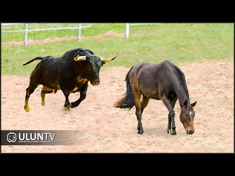 Guess What Happened When This Bull Attacked the Horse!