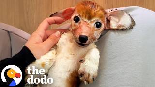 Watch This Puppy With Severe Skin Condition Come Back To Life | The Dodo