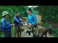 Thuy And Men Decided To Buy More Goats And Begin Their Journey Towards A Peaceful Life