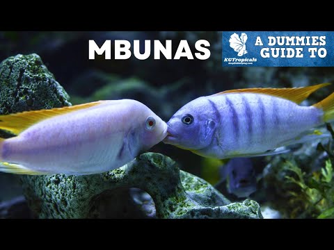 Don't Buy MBUNA CICHLIDS Without Watching This First!