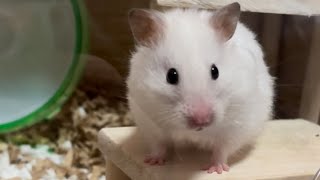 ハムスターとひまわりボール
