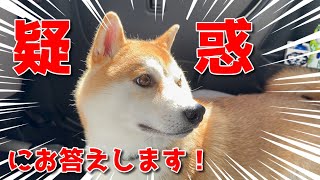 【京の柴犬】てんちゃんの疑惑にお答えします！　太郎の犬モノガタリ第466話