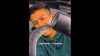 🥺🐍 This King Cobra Never Forgot the Man Who Saved Its Life ❤️