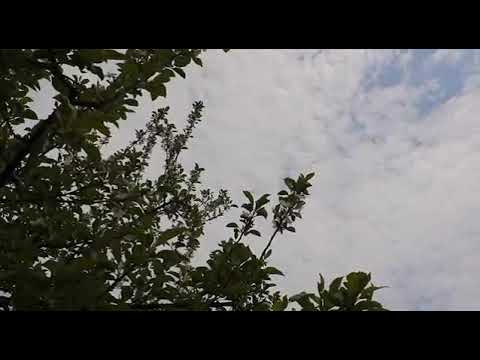 Ancuța Corlățan -mândrâ s Doamni, pe astâ lumi