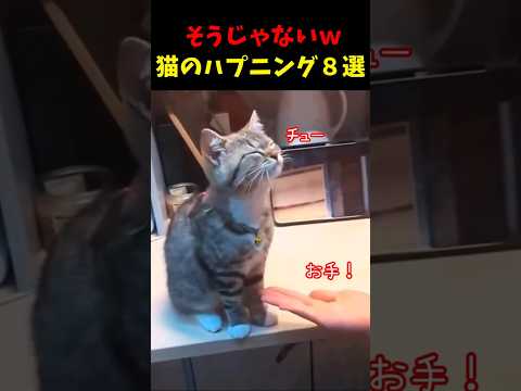 猫のそうじゃない！ハプニング８選#cat #面白集  #ねこ #猫のいる暮らし