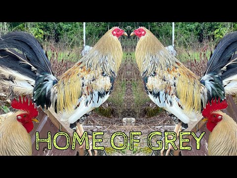 Bennett Grey Blueface Kelso CORNERSTONE FARMS - Farm Visit