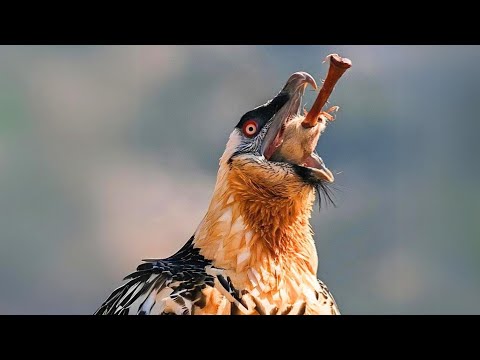Bearded Vulture 🍖 The Bone-Eating Bird!