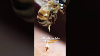 Do Bees Really Die After They Sting Humans?