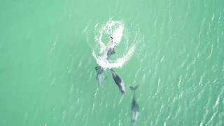 Dolphins jumping and playing DRONE - Heavy Side Dolphins