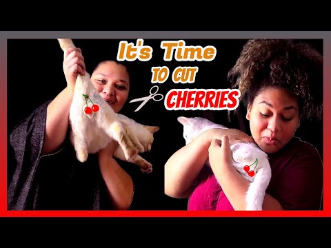 OUR BOY CATS ARE OLD ENOUPH TO GET NEUTERED #furbabies