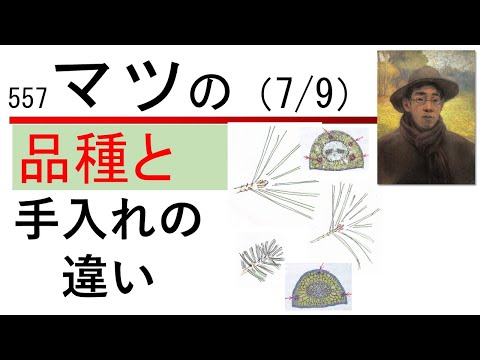 園芸 傘松、ピニオン松、松の木
