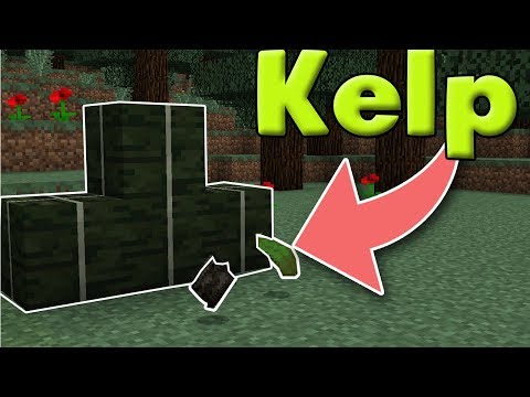 download lagu mp3 mp4 What To Do With Kelp, download lagu What To Do With Kelp gratis, unduh video klip What To Do With Kelp