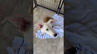 Video preview image #1 Greyhound Puppy For Sale in Boca Raton, FL, USA