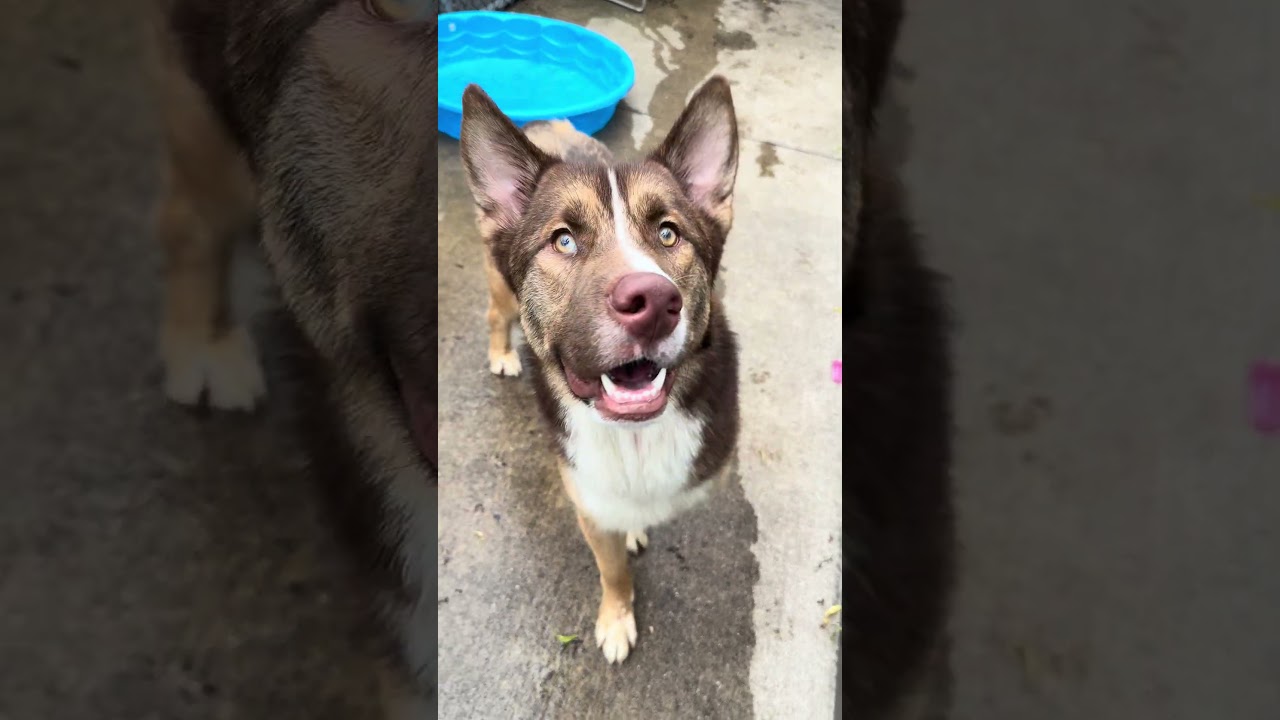 Bo video preview