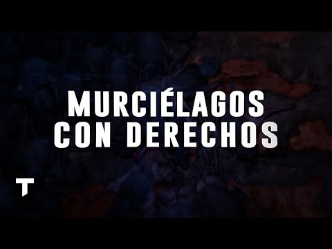 Derecho y murciélagos: la colonia urbana más grande del país vive en una facultad