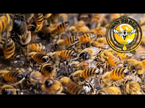 Bầy ong mật tự tổ ong ngày 6 tháng 5, Di chuyển vào một... đoạn giới thiệu