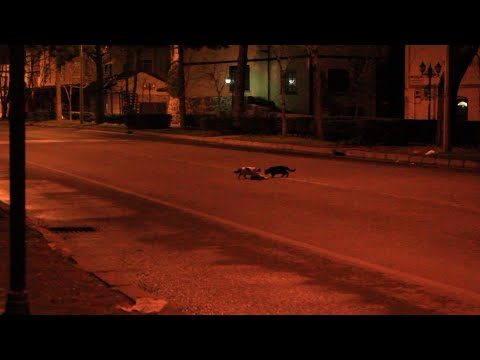 Yürek Yakan Görüntü Ünye’den